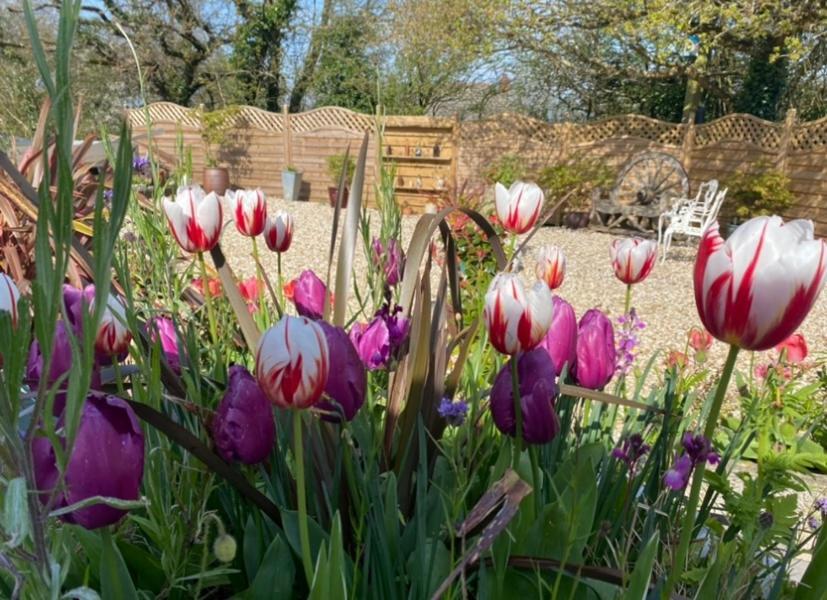 Toppesfield House B&B バッド エクステリア 写真
